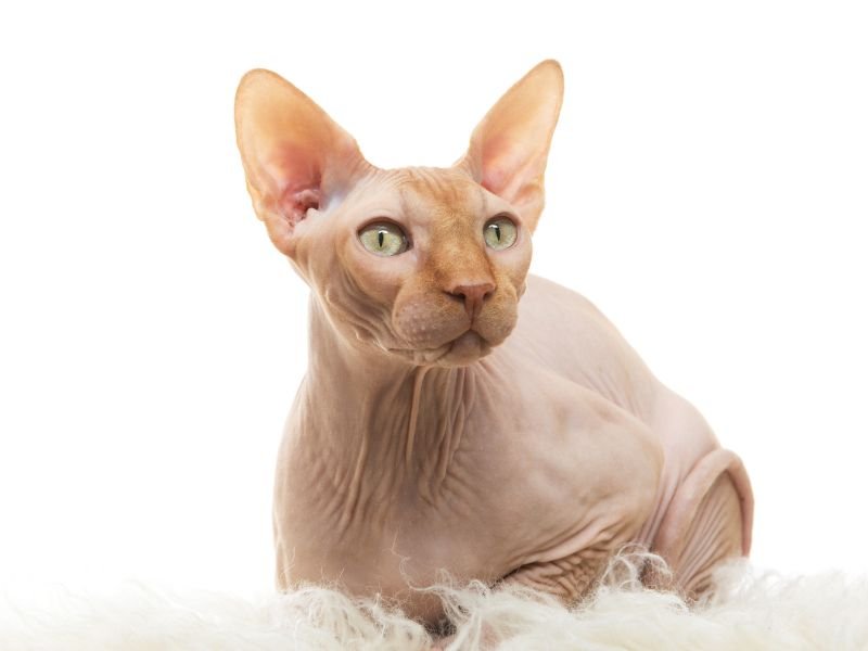 sphynx chat sans poil elevage