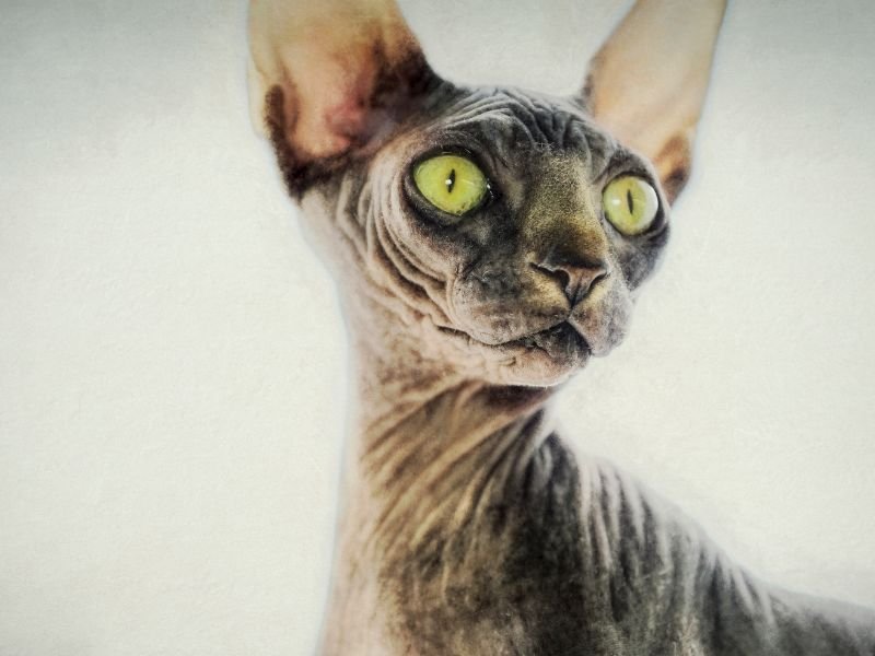 sphynx chat sans poil gris