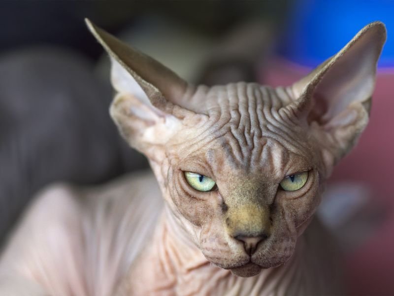 sphynx chat sans poil