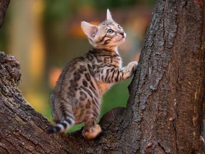 chat chaton bengal a vendre