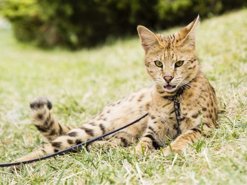 chat race savannah a vendre