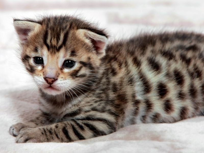 chaton race savannah a vendre