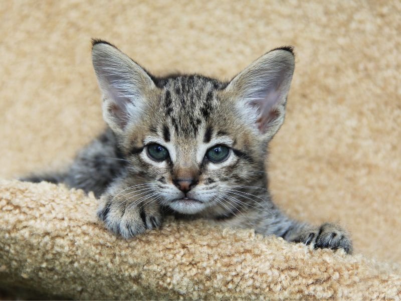 chaton race savannah prix