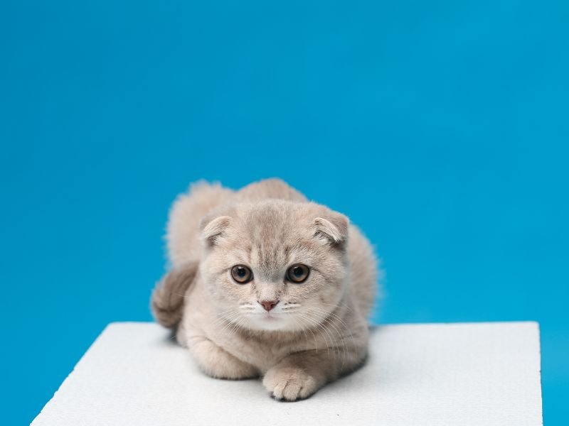 chaton scottish fold a vendre