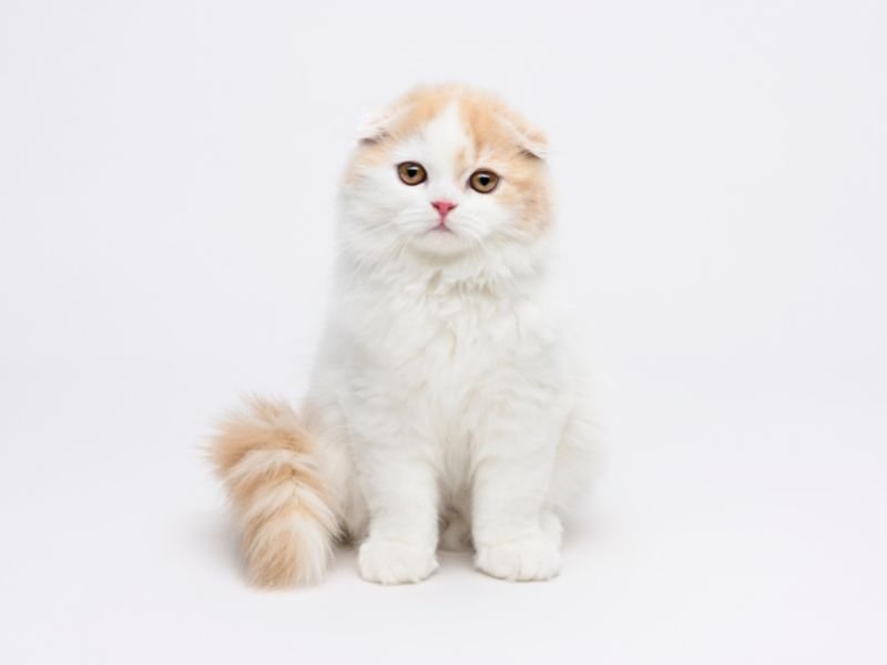 chaton scottish fold