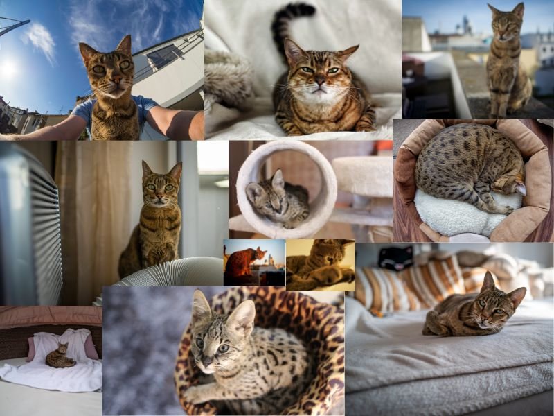 chats chatons de race savannah