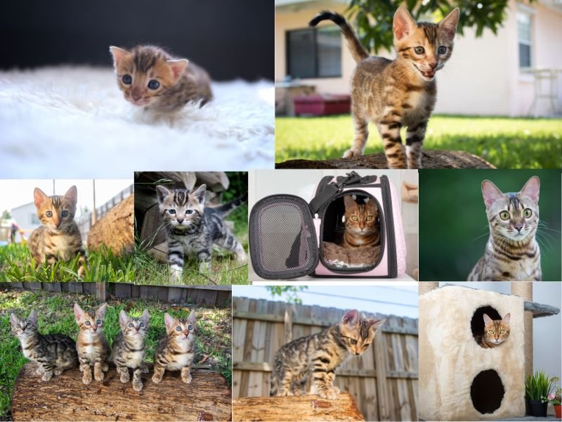 comment laver un chat bengal