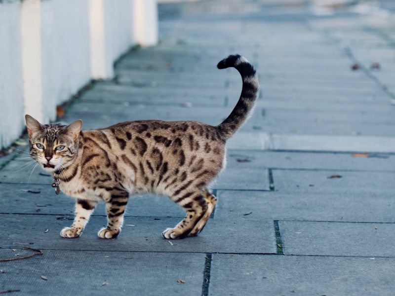 comment prendre soin d un chat bengal