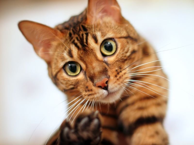 comment rendre heureux un bengal