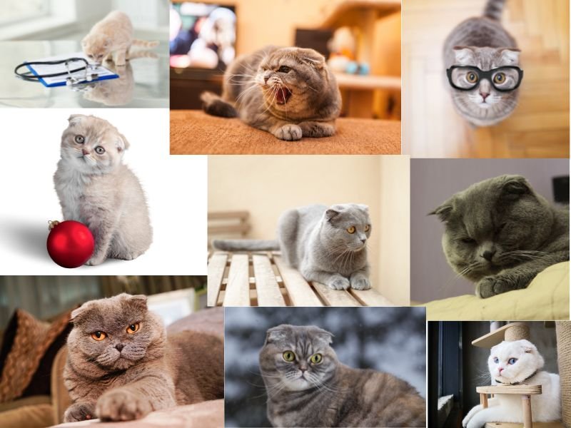 photos chaton chat scottish fold