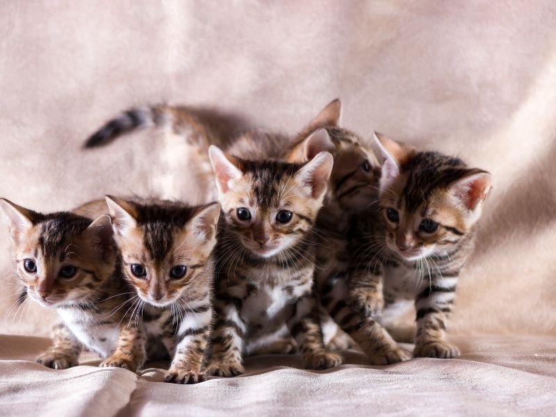 quel est le prix d un chaton bengal