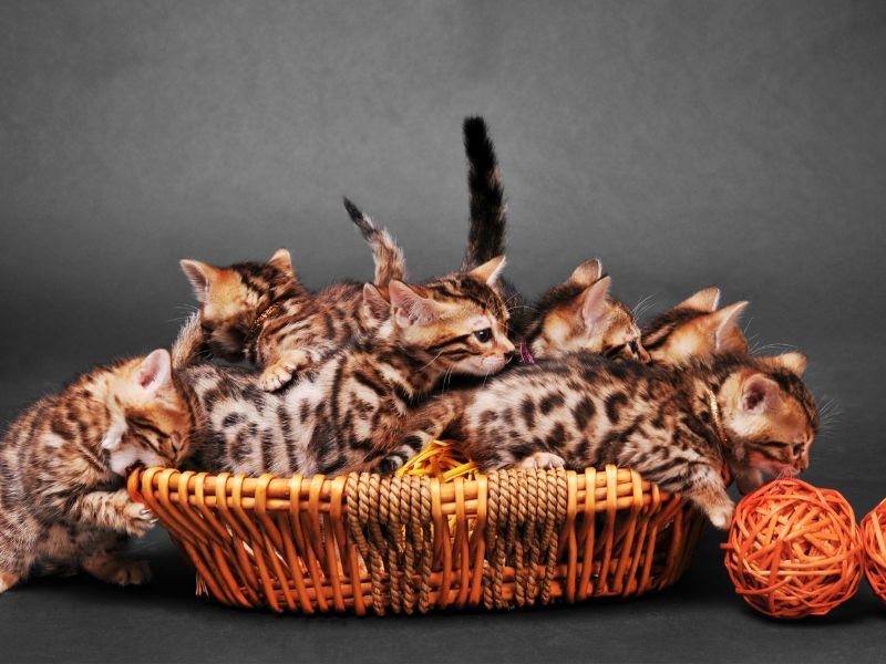 chat bengal chaton a vendre