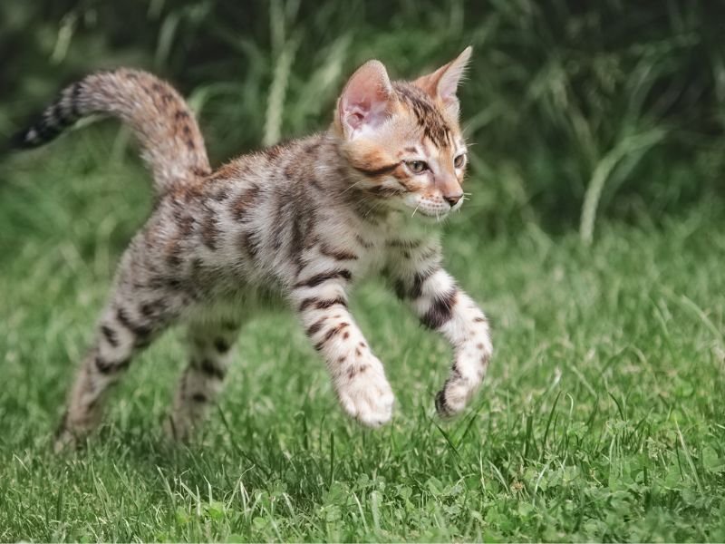 race de chat bengal chaton soins