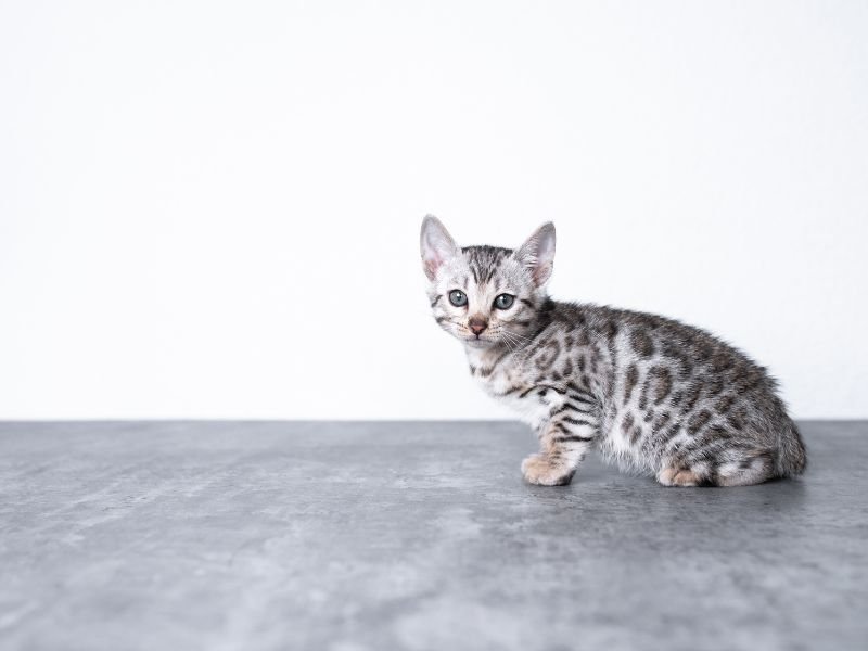 chat bengal prix elevage