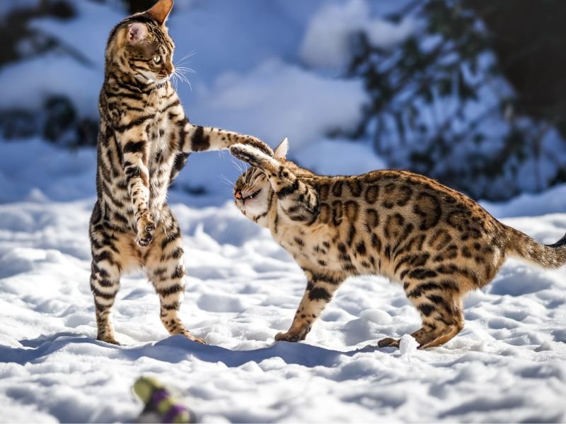 race de chat bengal prix