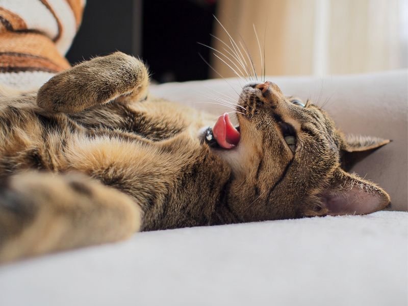 race de chat savannah acheter