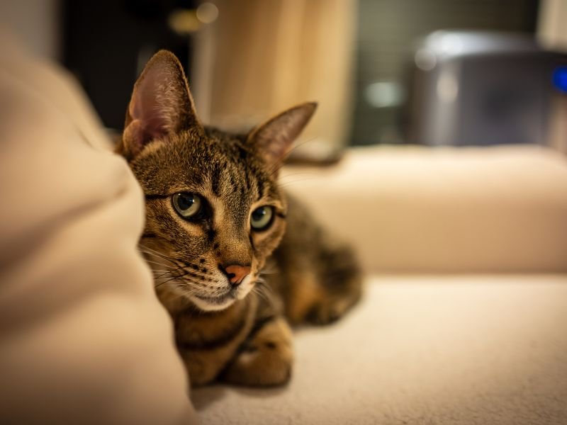 race de chat savannah caractere soins