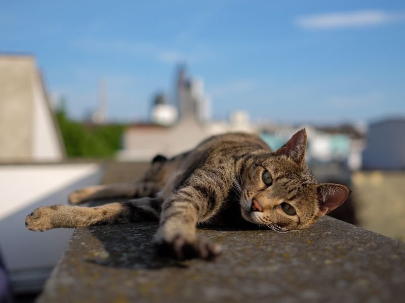 race de chat savannah prix