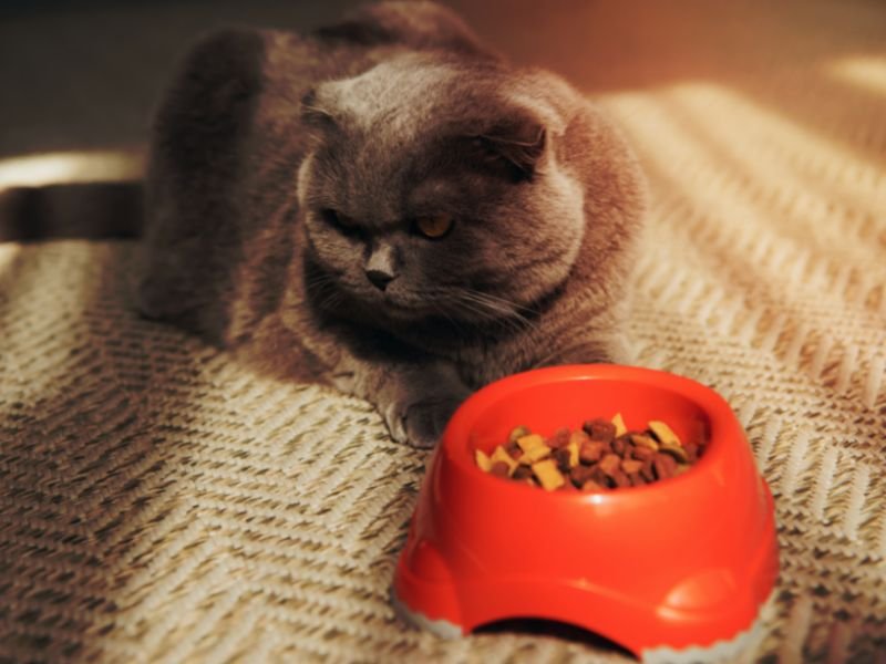 race de chat scottish fold a vendre