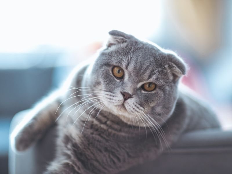 race de chat scottish fold caractere