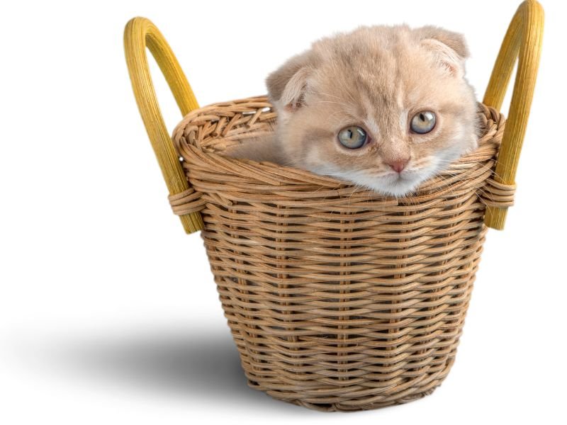 race de chat scottish fold chaton prix