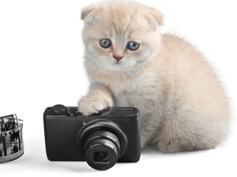race de chat scottish fold chaton