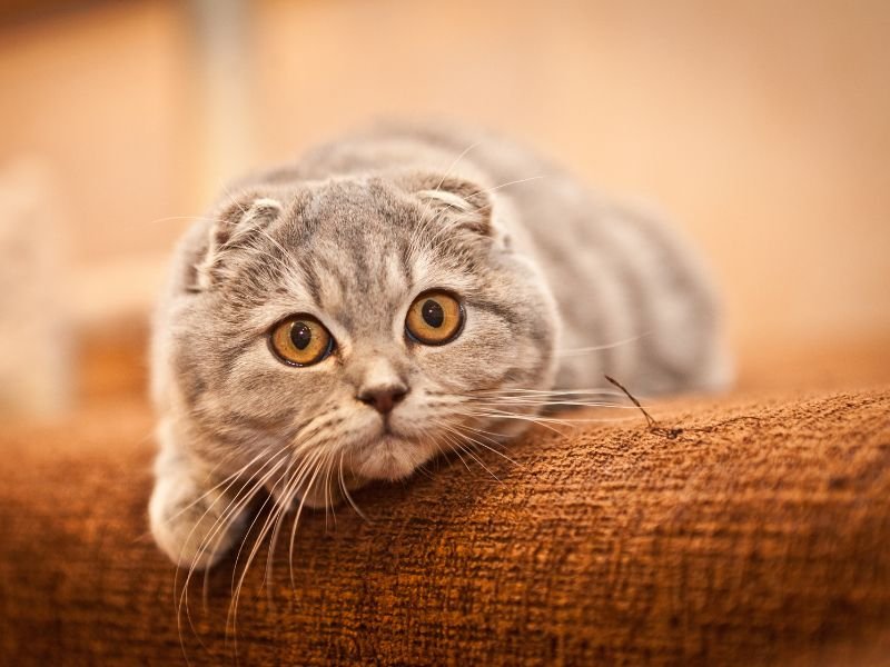 race de chat scottish fold elevage