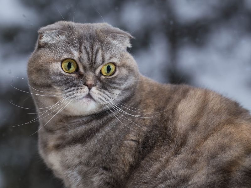 race de chat scottish fold soins