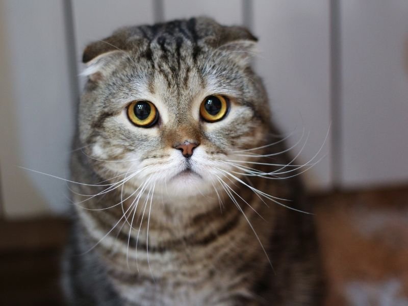 race de chat scottish fold