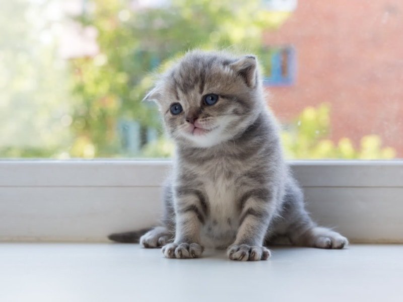 scottish fold chaton tigre