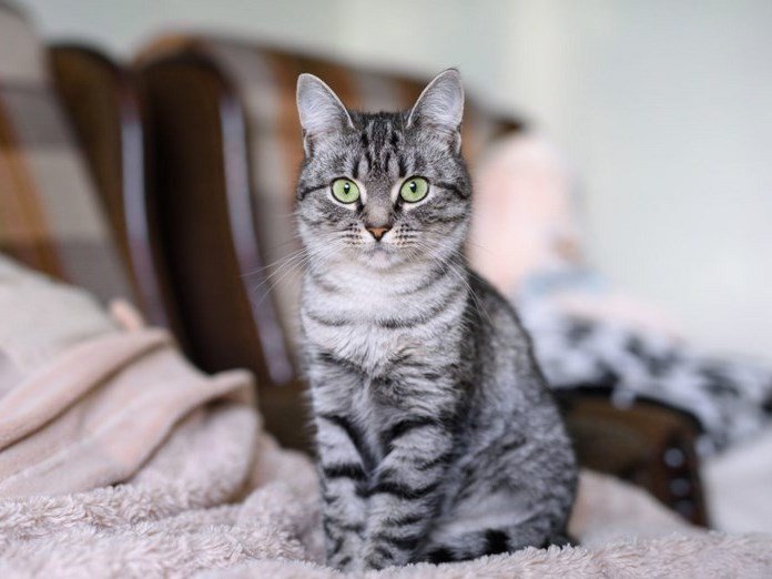 american shorthair prix caractere