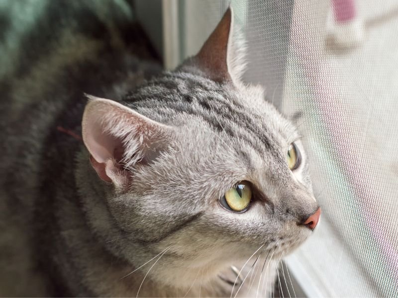 american shorthair race chat