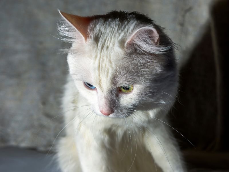 angora turc chaton caractere