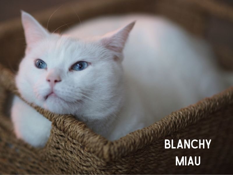 race chat angora turc