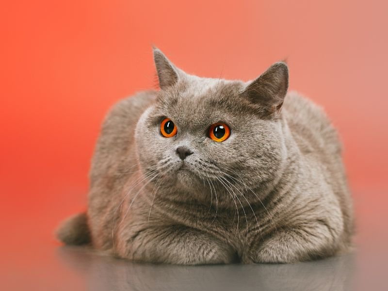 british shorthair alimentation
