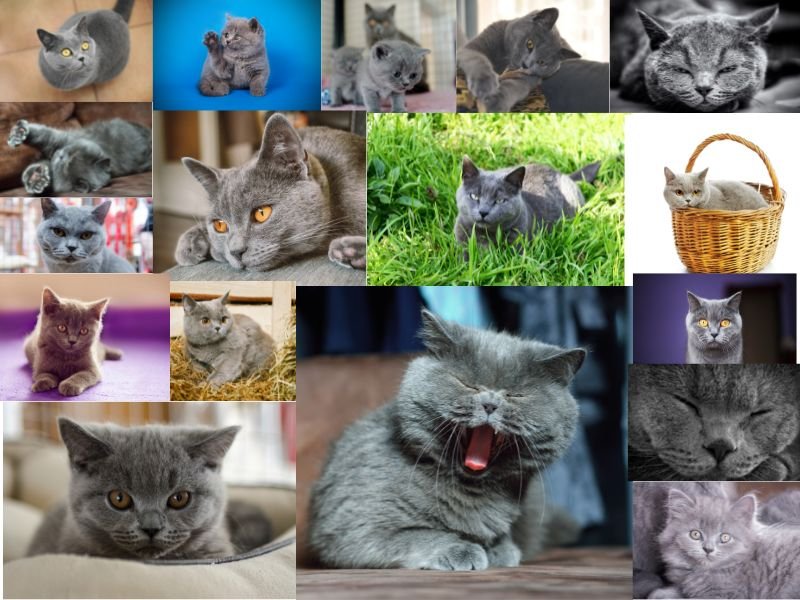 british shorthair chatons chats