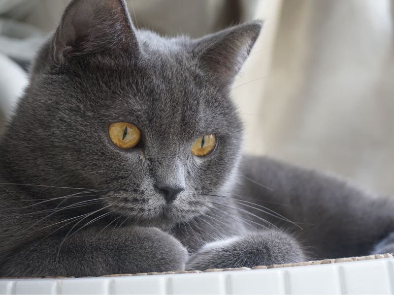 race chat british shorthair prix