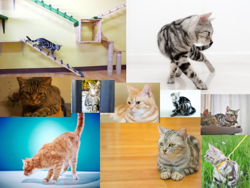 chaton american shorthair