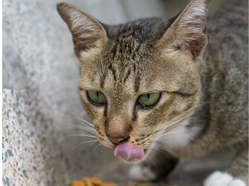 race de chat american shorthair caractere