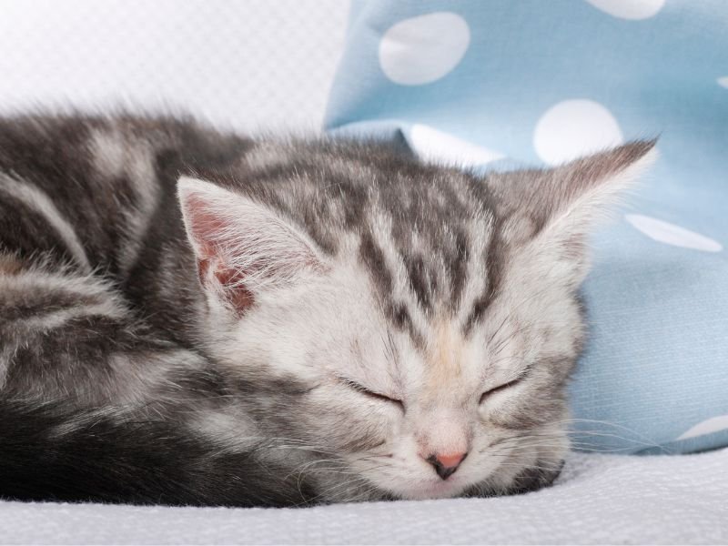 american shorthair chaton prix