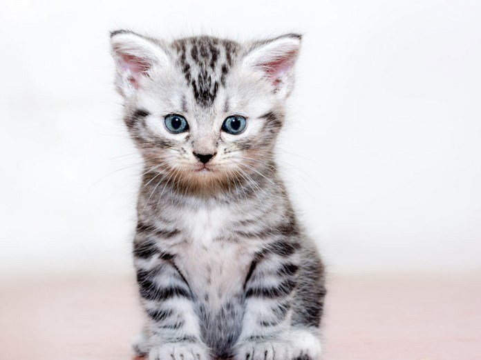 american shorthair chatons mignons