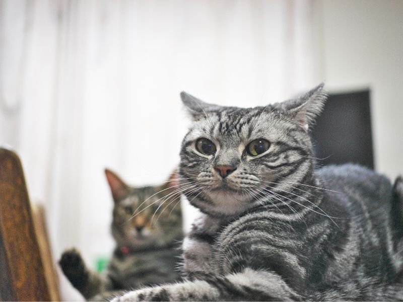 american shorthair gris
