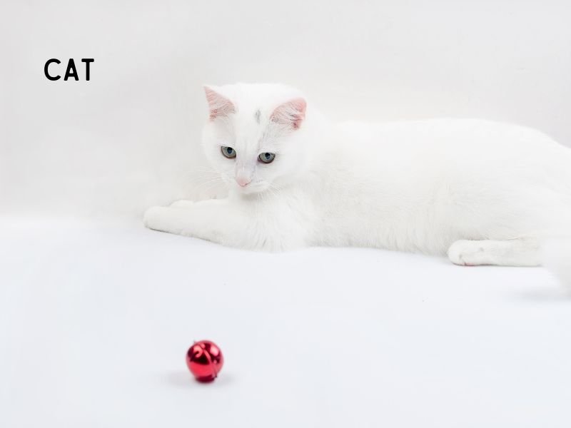 angora turc caractere