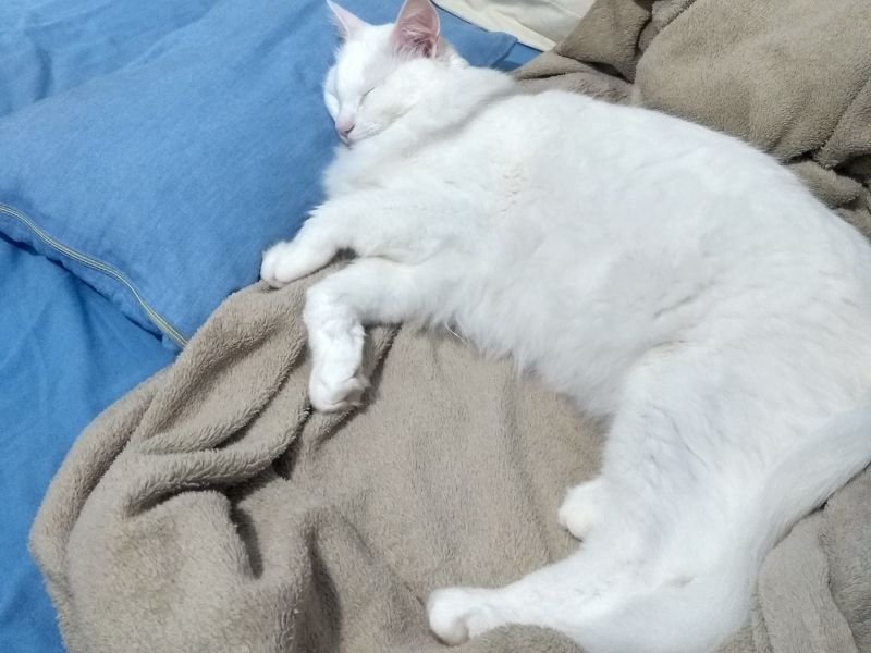 angora turc soin et alimentation