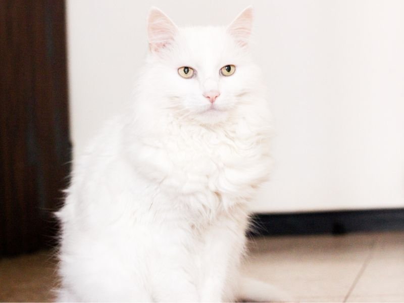 angora turc caractere