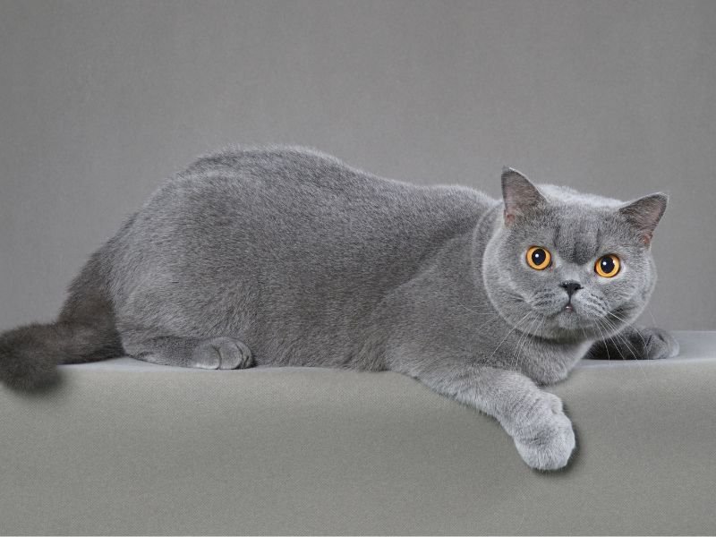 british shorthair a vendre