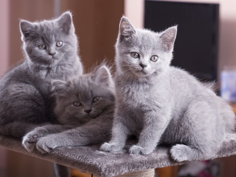 british shorthair caractere