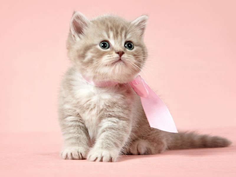 race de chat british shorthair chaton prix