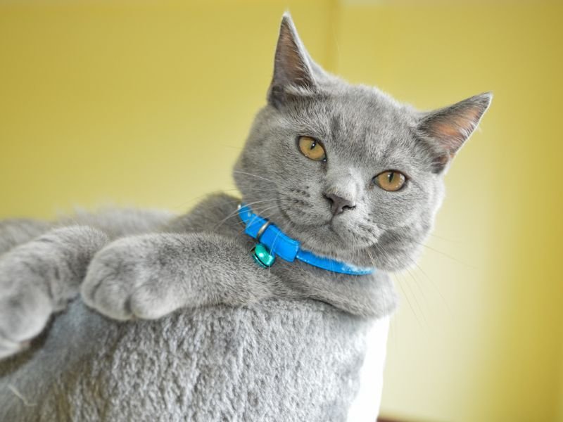 british shorthair elevage
