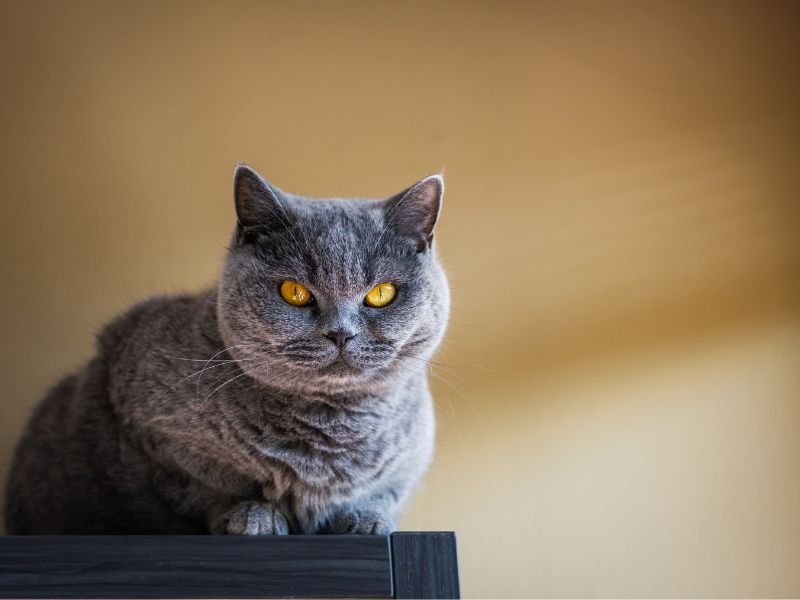 british shorthair soins et alimentation